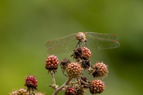 Common darter dragonfly (Sympetrum striolatum) adult male insect on a blackberry fruit in the
