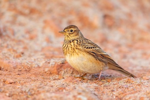 Skylark, Eurasian Sky Lark, Eurasian Skylark, Alauda arvensis, Alouette des champs, Alondra Com?n,
