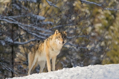 An adult male grey wolf (Canis lupus lupus) stands on a sloping, snow-covered meadow at the edge of