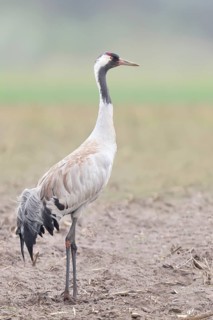 Common crane (Grus grus) Wildlife, standing on the stubble field of a harvested maize field in