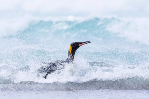 King Penguin (Aptenodytes patagonicus) emerging from the surf, Falkland Islands