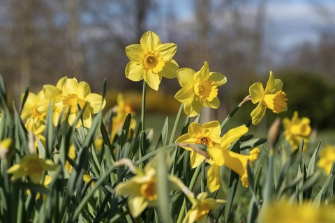 Bright yellow daffodils in full bloom in a green meadow under a blue sky, daffodils, Germany