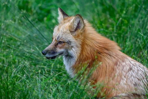 Red fox (Vulpes vulpes) lurking in a meadow, animal portrait, Parc Animalier de Sainte-Croix,