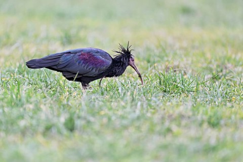 Northern bald ibis (Geronticus eremita), foraging in a meadow, Canton Zug, Switzerland
