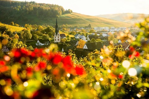 Hilly landscape and village with vineyards in autumn, sunset, Ebringen, near Freiburg im Breisgau,