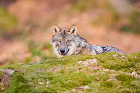 Close-up of a Eurasian wolf (Canis lupus lupus) in a forest in spring, Bavarian Forest National