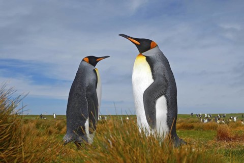 Pair of penguins. Mating king penguins with green background in Falkland Islands. Pair of penguins,