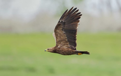 Schreiadler, lat. Aquila pomarina, im Flug von der Seite über einer Wiese