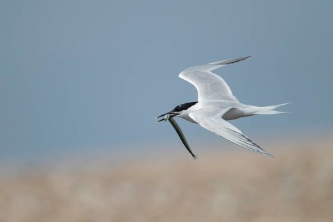 Sandwich tern (Thalasseus sandvicensis) adult bird flying with a fish in its beak in the summer,