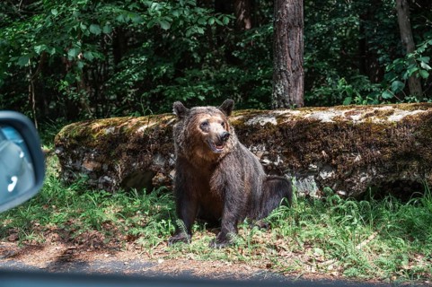 A wildlife bear (Ursus arctos) by the road in Romania