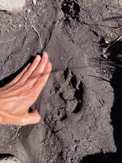 Track of a Cougar in Lanin National Park, Patagonia, Argentina