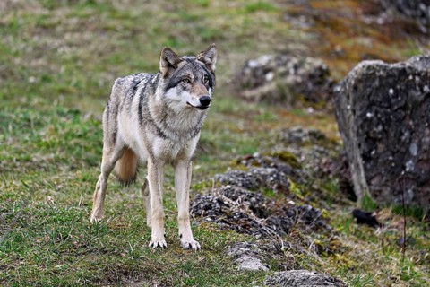 European gray wolf (Canis lupus lupus), standing on a meadow between rocks, captive, Switzerland