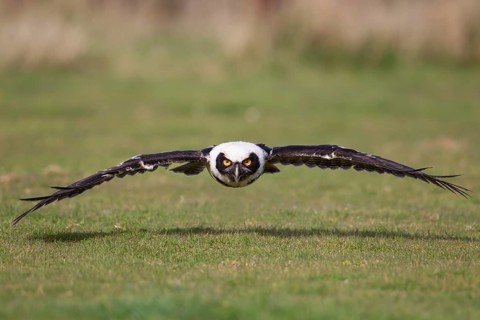 Spectacled owl (Pulsatrix perspicillata) adult bird flying over grassland, England, United Kingdom