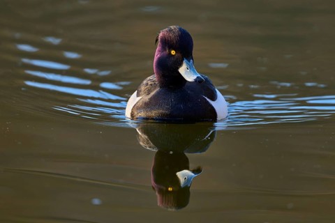 Tufted duck (Aythya fuligula), drake swimming on calm water showing its reflection, spring,