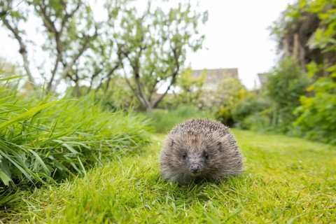 European hedgehog (Erinaceus europaeus) adult animal on an urban garden grass lawn next to a patch
