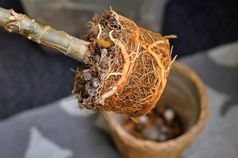 Very rootbound root ball of houseplant with orange color from fertilizer