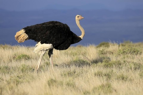 South African ostrich (Struthio camelus australis), adult, male, alert, Mountain Zebra National