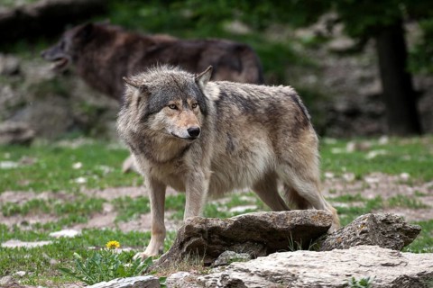 Wolf (Canis lupus), captive, Bad Mergentheim Wildlife Park, Baden-Württemberg, Germany