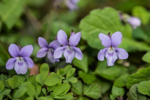 Violet (Viola riviniana), Rhineland-Palatinate, Germany