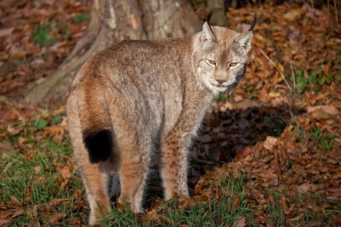 Lynx, captive, Bad Mergentheim Wildlife Park, Baden-Württemberg, Germany