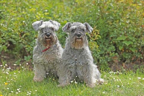 Miniature Schnauzer