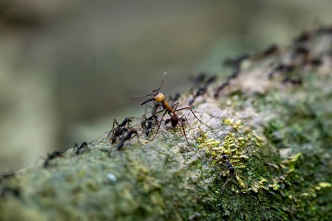 Travelling ant (Eciton burchellii), Corcovado National Park, Osa Peninsula, Puntarena Province,