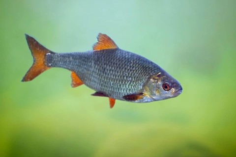 Rutilus roach, common roach (Rutilus rutilus) fresh- and brackish-water fish swimming underwater in