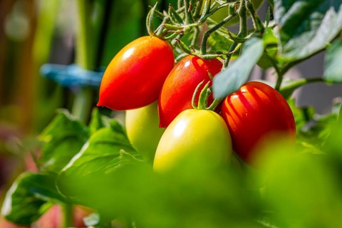 Close-up of red and green tomatoes (Solanum lycopersicum) on the plant in the garden