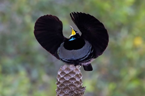 Victoria's Riflebird (Ptiloris victoriae) male, Queensland, Australia