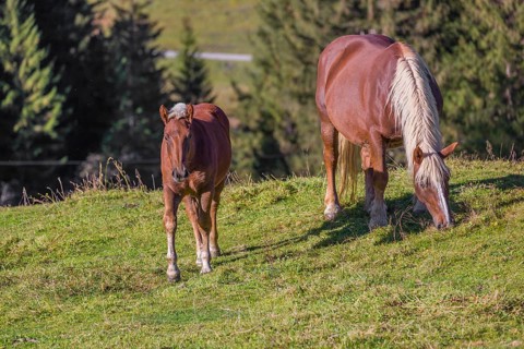 A chestnut colored Noriker horse or Norico-Pinzgauer, mare and foal, stand on a sunny paddock