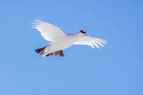 Rock ptarmigan (Lagopus muta, Tetrao mutus) male in white winter plumage with red eyebrows flying