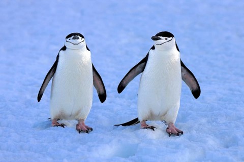 Chinstrap penguin (Pygoscelis antarctica), Antarctica, Brown Bluff, adult, snow, pair, two