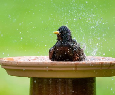 Starling (Sturnus vulgaris) bathing in a bird bath, Lower Saxony, Germany