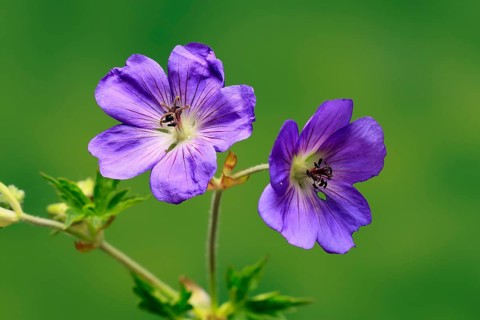 Cranesbill (Geranium cinereum), flowering, flowers, perennial plant, perennial, Ellerstadt, Germany