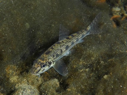 A spotted fish, gudgeon (Gobio gobio), swimming over the algae-covered bottom, dive site