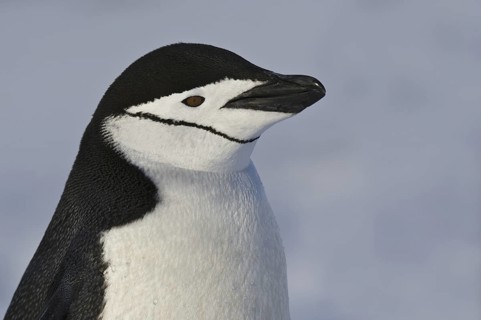 Chinstrap Penguin (Pygoscelis antarcticus), Antarctica