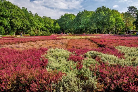 Heather garden with many varieties of heather from all over the world, Schneverdingen, Lüneburg