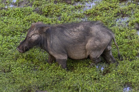 Giant forest hog (Hylochoerus meinertzhageni) in the Dzanga Bai forest clearing, Dzanga-Ndoki
