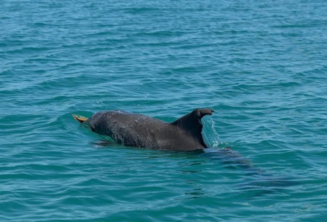 Bottlenose dolphin (Tursiops truncatus) hunting sponges, tool use, dolphin, Monkey Mia, Shire of