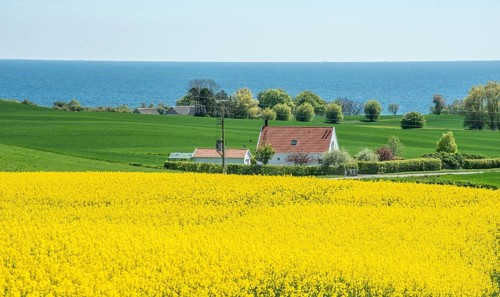 House in landscape with flowering rapeseed field and green crops in Sjörup, and with Baltic Sea in