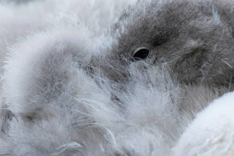 Mute swan (Cygnus olor) juvenile baby cygnet bird resting, England, United Kingdom
