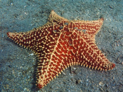 A red and white patterned starfish, red cushion sea star (Oreaster reticulatus), on the seabed,