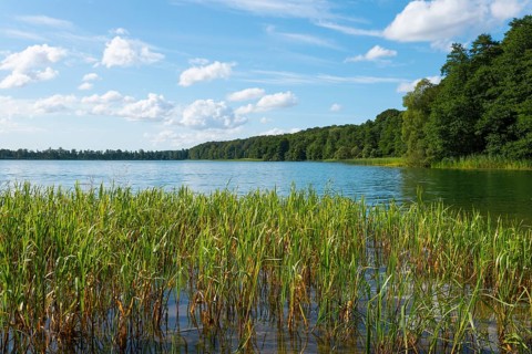 Shore view of a lake with reeds and wooded backdrop under a blue sky, Lake Ilinsk, Jelonek,