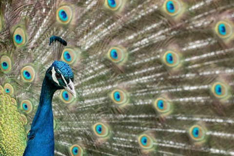 Indian peafowl or Peacock (Pavo cristatus) adult male bird displaying showing its tail feathers,