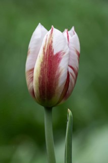 Tulip blossom (Tulipa), Emsland, Lower Saxony, Germany