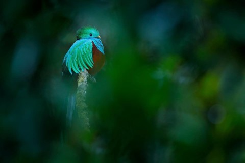 Resplendent Quetzal, Pharomachrus mocinno, from Savegre in Costa Rica with blurred green forest in