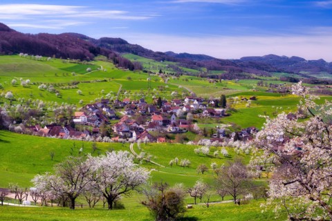 Village view of Oltingen, orchards in spring with flowering cherry trees (Prunus avium), Canton