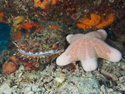 Granulated roller star (Choriaster granulatus) next to colourful corals and large variable spiny