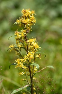 Flowering European goldenrod (Solidago virgaurea) in the Chiemgau Alps, Bavaria, Germany