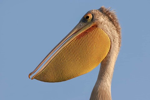 Pink-backed Pelican (Pelecanus rufescens), portrait, Okavango Delta, Botswana